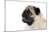 Pug Puppy (Head Shot)-null-Mounted Photographic Print