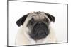 Pug Puppy (Head Shot)-null-Mounted Photographic Print