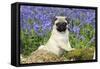 Pug Puppy in Bluebells-null-Framed Stretched Canvas