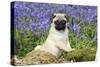 Pug Puppy in Bluebells-null-Stretched Canvas