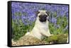 Pug Puppy in Bluebells-null-Framed Stretched Canvas