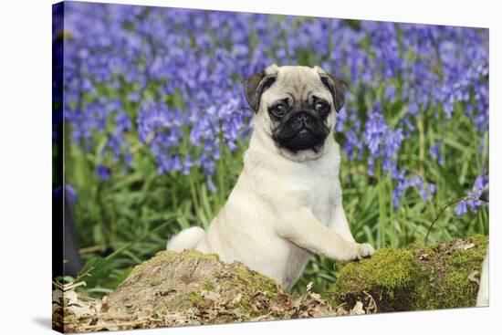 Pug Puppy in Bluebells-null-Stretched Canvas