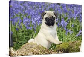 Pug Puppy in Bluebells-null-Stretched Canvas