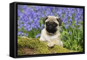 Pug Puppy in Bluebells-null-Framed Stretched Canvas