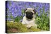 Pug Puppy in Bluebells-null-Stretched Canvas