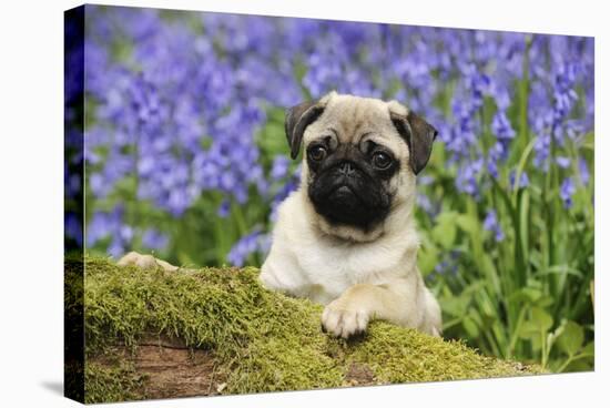 Pug Puppy in Bluebells-null-Stretched Canvas