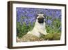 Pug Puppy in Bluebells-null-Framed Photographic Print