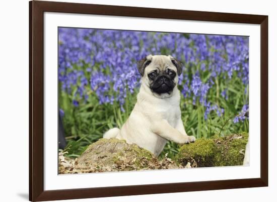 Pug Puppy in Bluebells-null-Framed Photographic Print