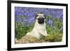 Pug Puppy in Bluebells-null-Framed Photographic Print