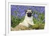 Pug Puppy in Bluebells-null-Framed Photographic Print