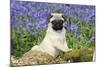 Pug Puppy in Bluebells-null-Mounted Photographic Print