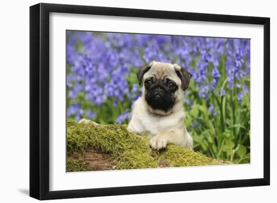 Pug Puppy in Bluebells-null-Framed Photographic Print