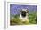 Pug Puppy in Bluebells-null-Framed Photographic Print