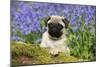 Pug Puppy in Bluebells-null-Mounted Photographic Print