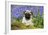 Pug Puppy in Bluebells-null-Framed Photographic Print