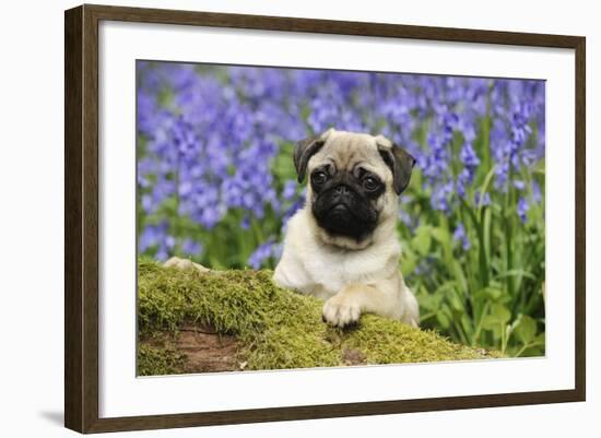 Pug Puppy in Bluebells-null-Framed Photographic Print