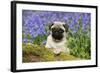 Pug Puppy in Bluebells-null-Framed Photographic Print