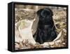 Pug Puppy in Sacking, USA-Lynn M. Stone-Framed Stretched Canvas