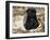 Pug Puppy in Sacking, USA-Lynn M. Stone-Framed Photographic Print