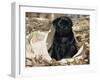 Pug Puppy in Sacking, USA-Lynn M. Stone-Framed Photographic Print