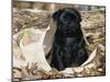 Pug Puppy in Sacking, USA-Lynn M. Stone-Mounted Photographic Print