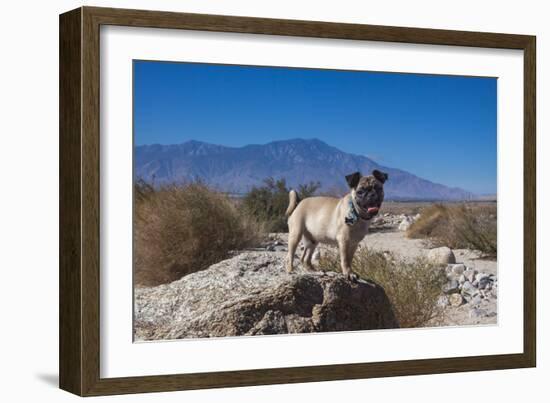 Pug puppy in the desert-Zandria Muench Beraldo-Framed Photographic Print