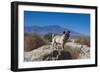 Pug puppy in the desert-Zandria Muench Beraldo-Framed Photographic Print