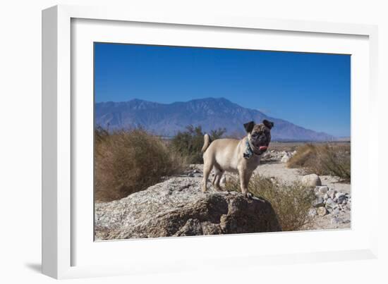 Pug puppy in the desert-Zandria Muench Beraldo-Framed Photographic Print