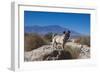 Pug puppy in the desert-Zandria Muench Beraldo-Framed Photographic Print