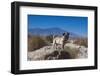 Pug puppy in the desert-Zandria Muench Beraldo-Framed Photographic Print