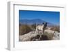 Pug puppy in the desert-Zandria Muench Beraldo-Framed Photographic Print