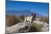 Pug puppy in the desert-Zandria Muench Beraldo-Mounted Photographic Print
