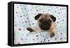 Pug Puppy on Spotted Blanket-null-Framed Stretched Canvas