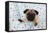 Pug Puppy on Spotted Blanket-null-Framed Stretched Canvas