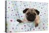 Pug Puppy on Spotted Blanket-null-Stretched Canvas