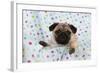 Pug Puppy on Spotted Blanket-null-Framed Photographic Print