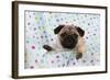 Pug Puppy on Spotted Blanket-null-Framed Photographic Print