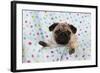 Pug Puppy on Spotted Blanket-null-Framed Photographic Print