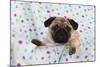 Pug Puppy on Spotted Blanket-null-Mounted Photographic Print