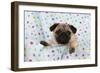 Pug Puppy on Spotted Blanket-null-Framed Photographic Print