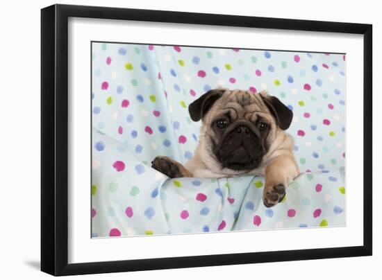 Pug Puppy on Spotted Blanket-null-Framed Photographic Print