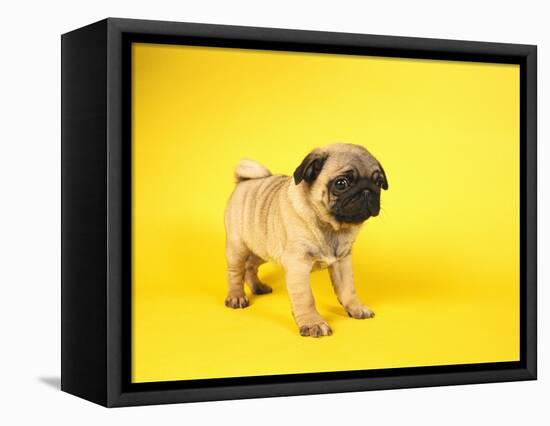 Pug Puppy-Peter M^ Fisher-Framed Stretched Canvas