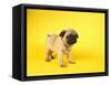 Pug Puppy-Peter M^ Fisher-Framed Stretched Canvas