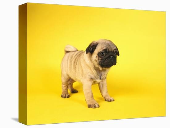 Pug Puppy-Peter M^ Fisher-Stretched Canvas