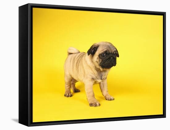 Pug Puppy-Peter M^ Fisher-Framed Stretched Canvas