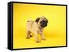 Pug Puppy-Peter M^ Fisher-Framed Stretched Canvas