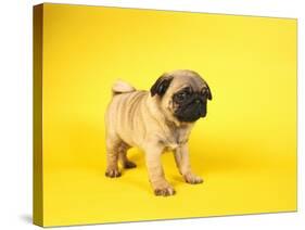 Pug Puppy-Peter M^ Fisher-Stretched Canvas