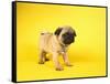 Pug Puppy-Peter M^ Fisher-Framed Stretched Canvas