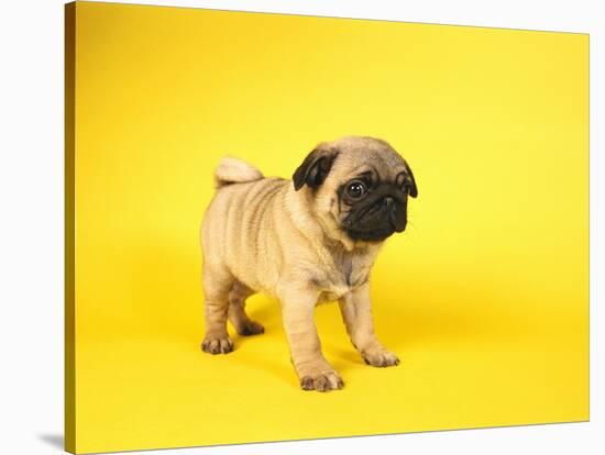 Pug Puppy-Peter M^ Fisher-Stretched Canvas