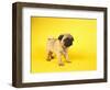 Pug Puppy-Peter M^ Fisher-Framed Premium Photographic Print